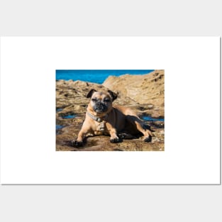 Pug cross jack russell dog sitting on rocks at umina beach on nsw central coast Posters and Art